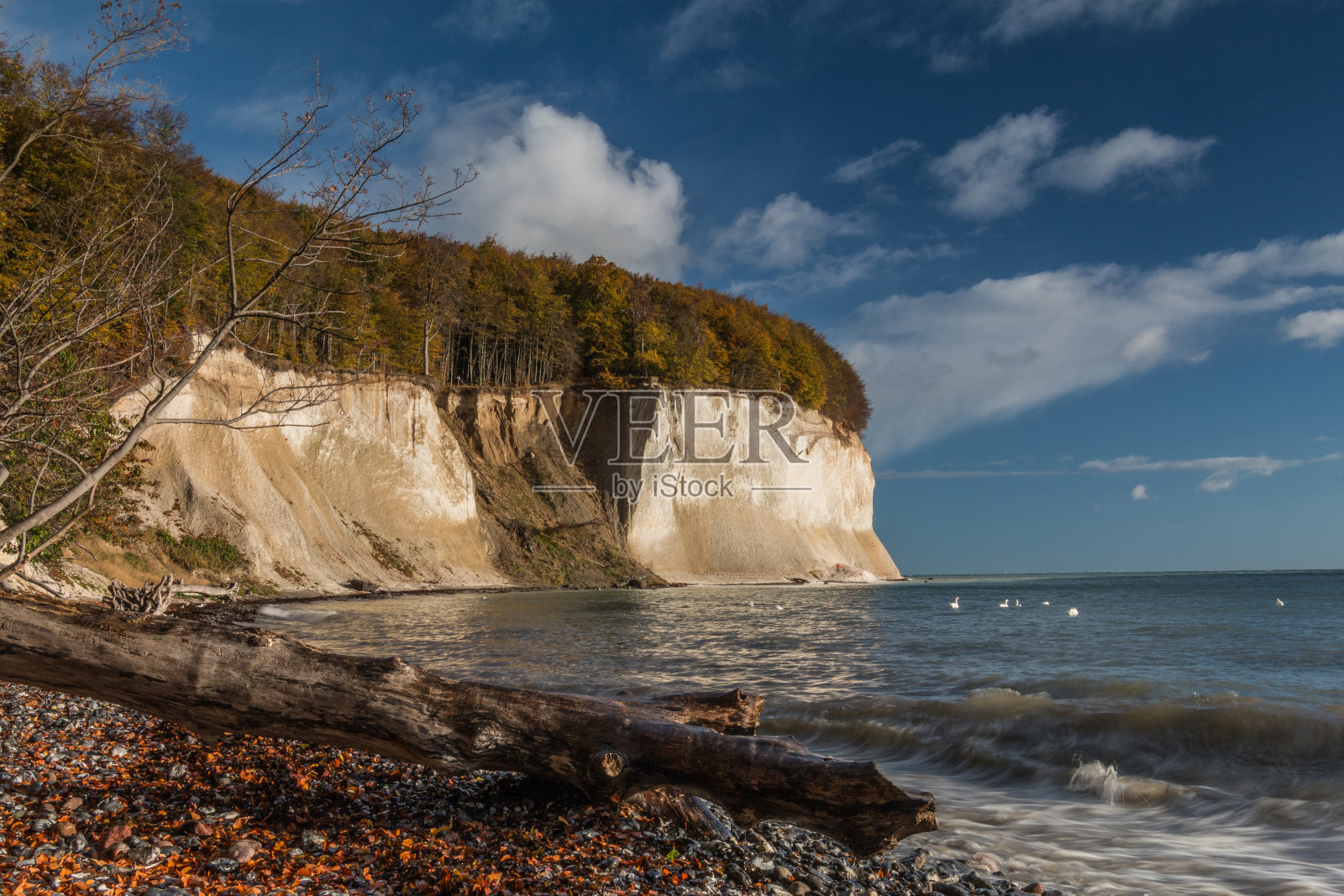 阳光和森林里的白垩悬崖，海浪里的天鹅照片摄影图片