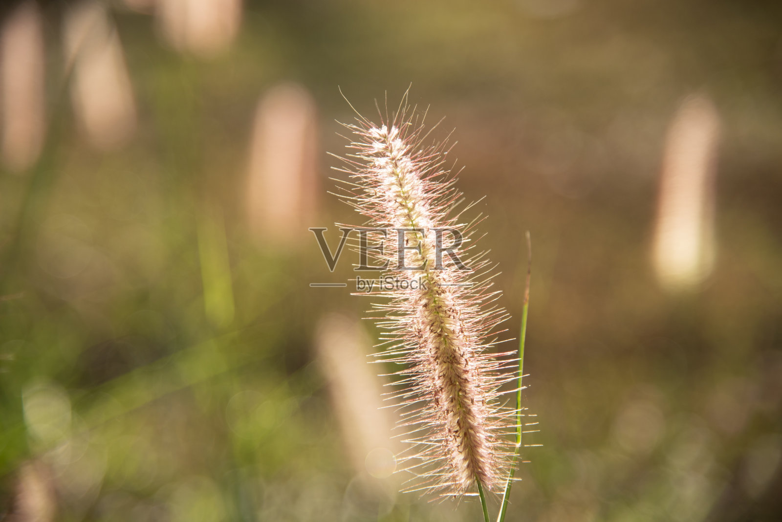 草地上的花。照片摄影图片