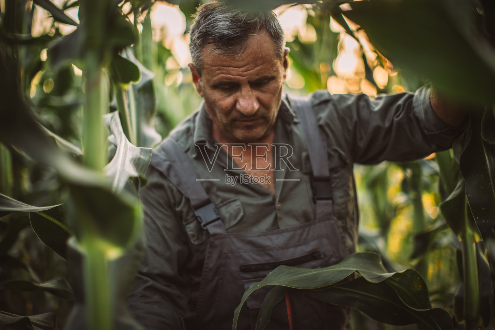 一个成熟的农民在玉米地里散步照片摄影图片