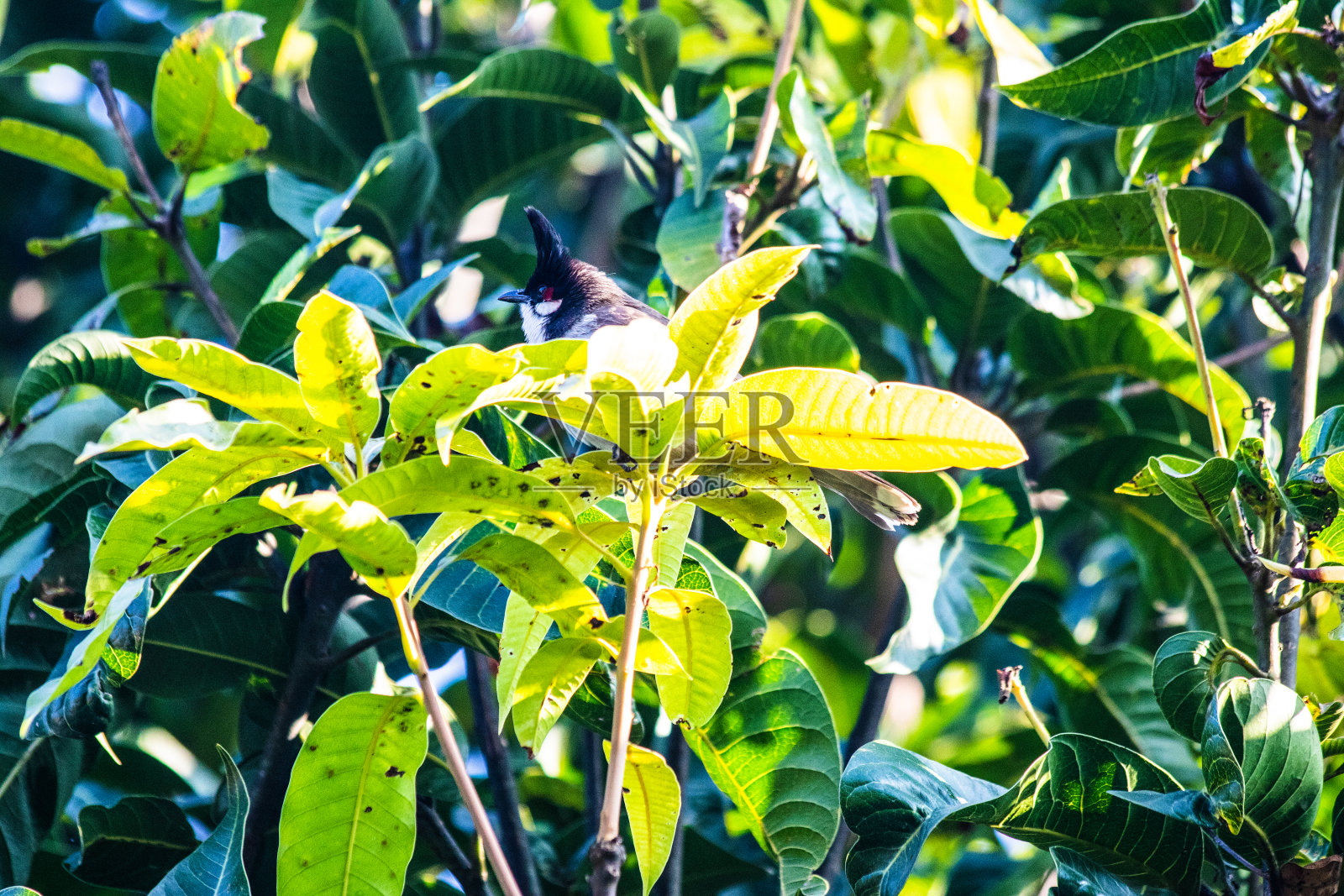 我的印度旅行照片摄影图片
