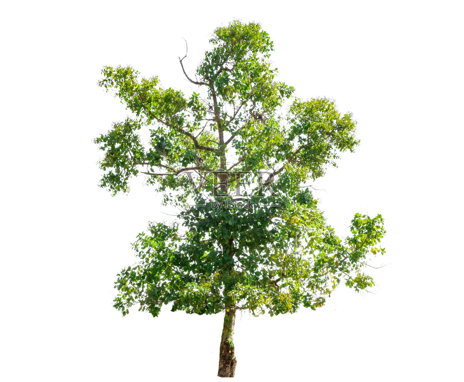 树孤立的白色背景照片摄影图片