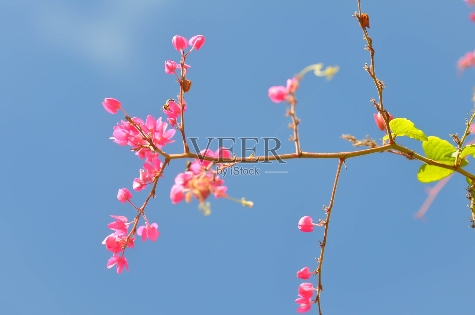 爱情链或墨西哥蔓藤照片摄影图片