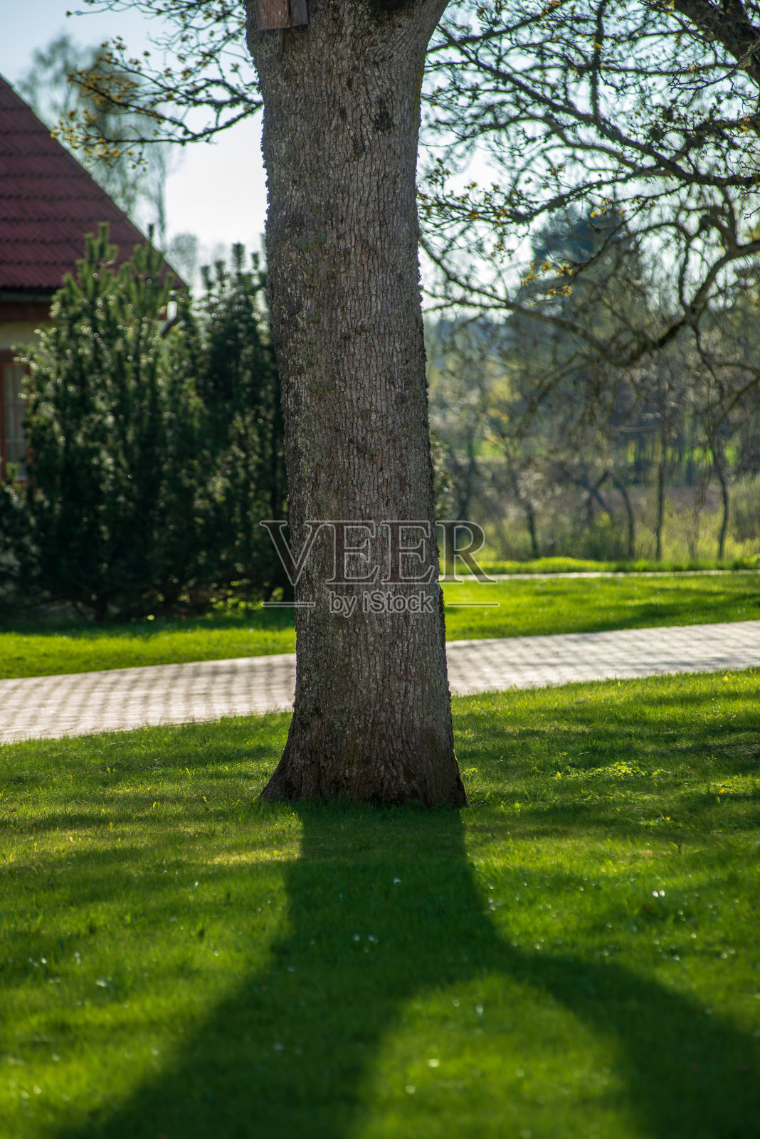 夏季在绿色草地上的一棵孤立的树照片摄影图片