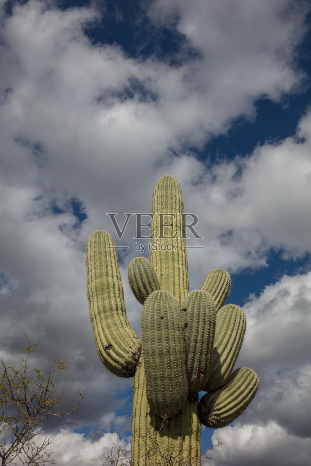 亚利桑那州荒野中的仙人掌照片摄影图片