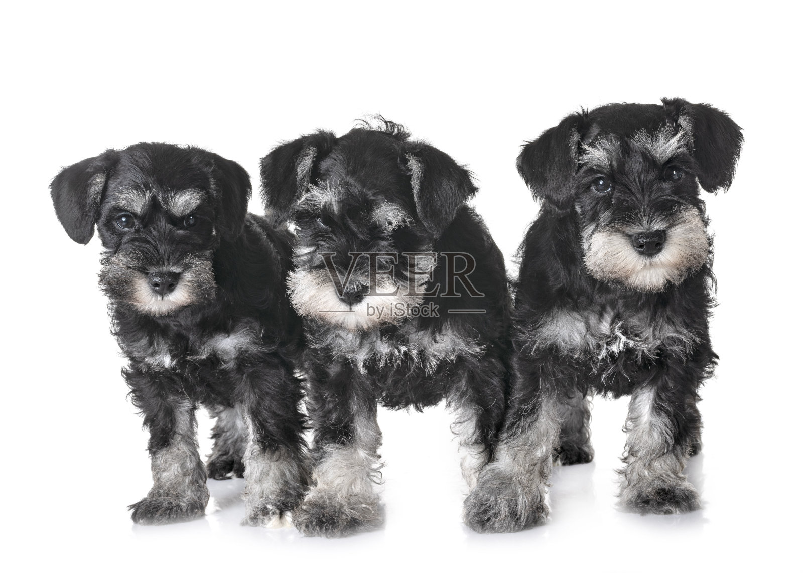 小狗迷你雪纳瑞照片摄影图片