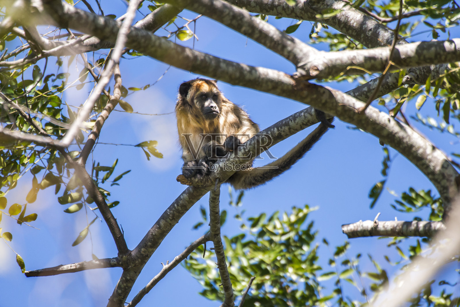 黑金吼猴拍摄于Corumbá，巴西马托格罗索州南。照片摄影图片