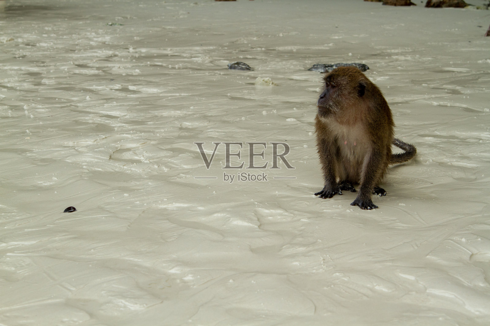 沙中的猴子照片摄影图片