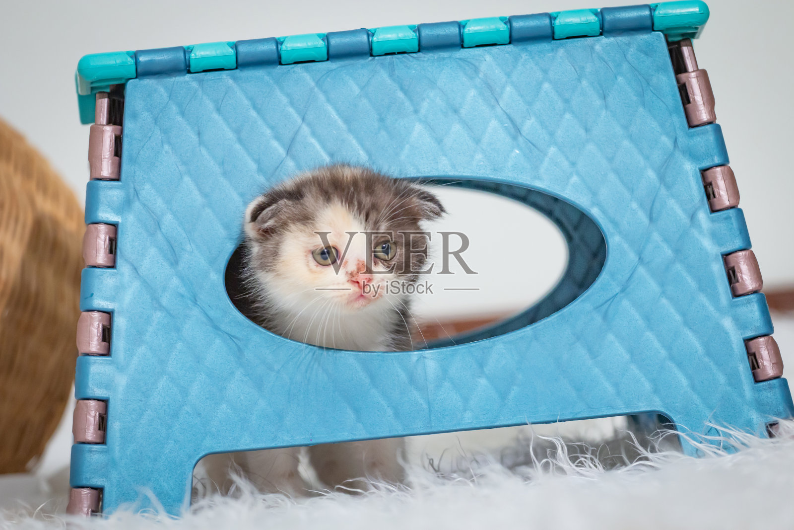 可爱的苏格兰折耳猫照片摄影图片