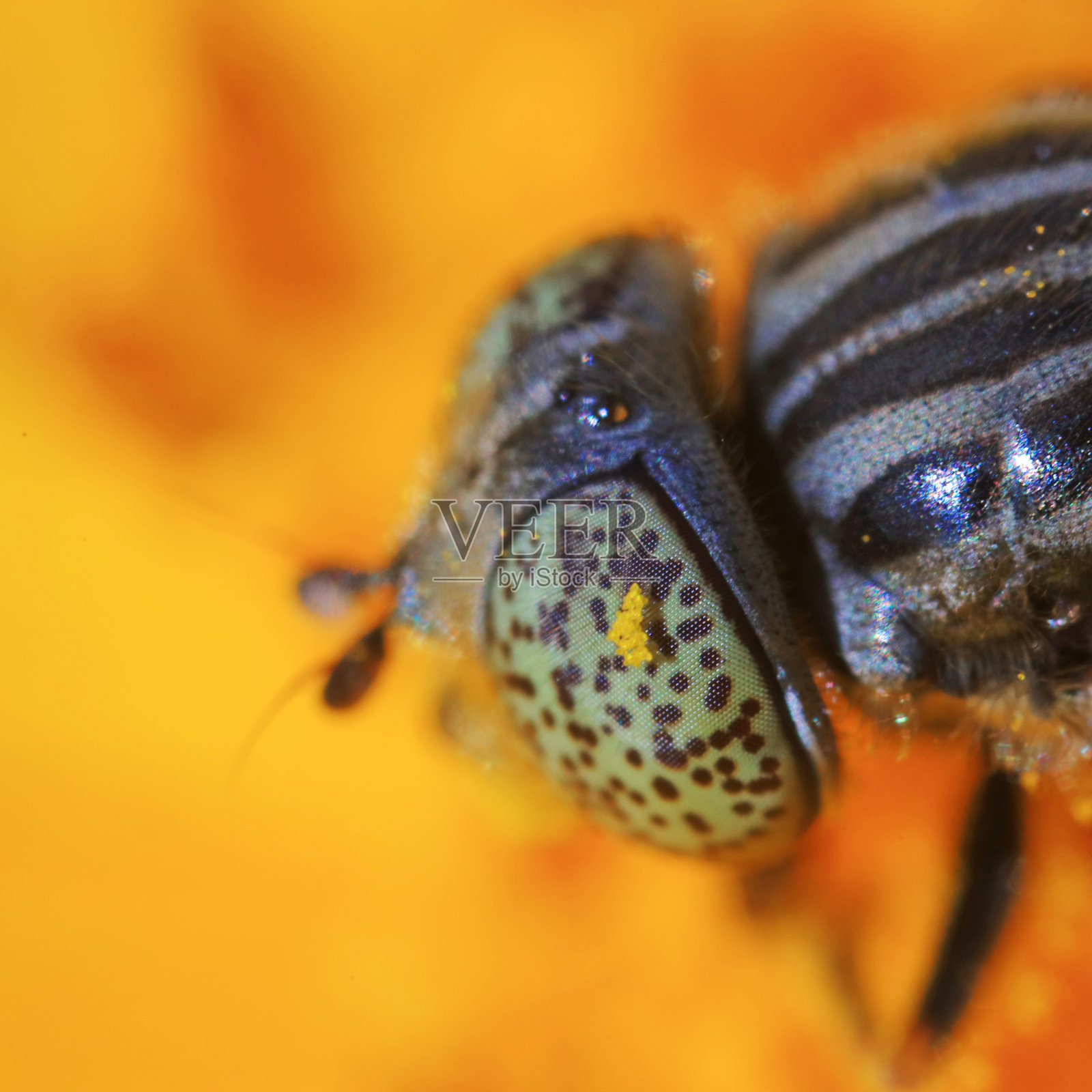 昆虫纲照片摄影图片