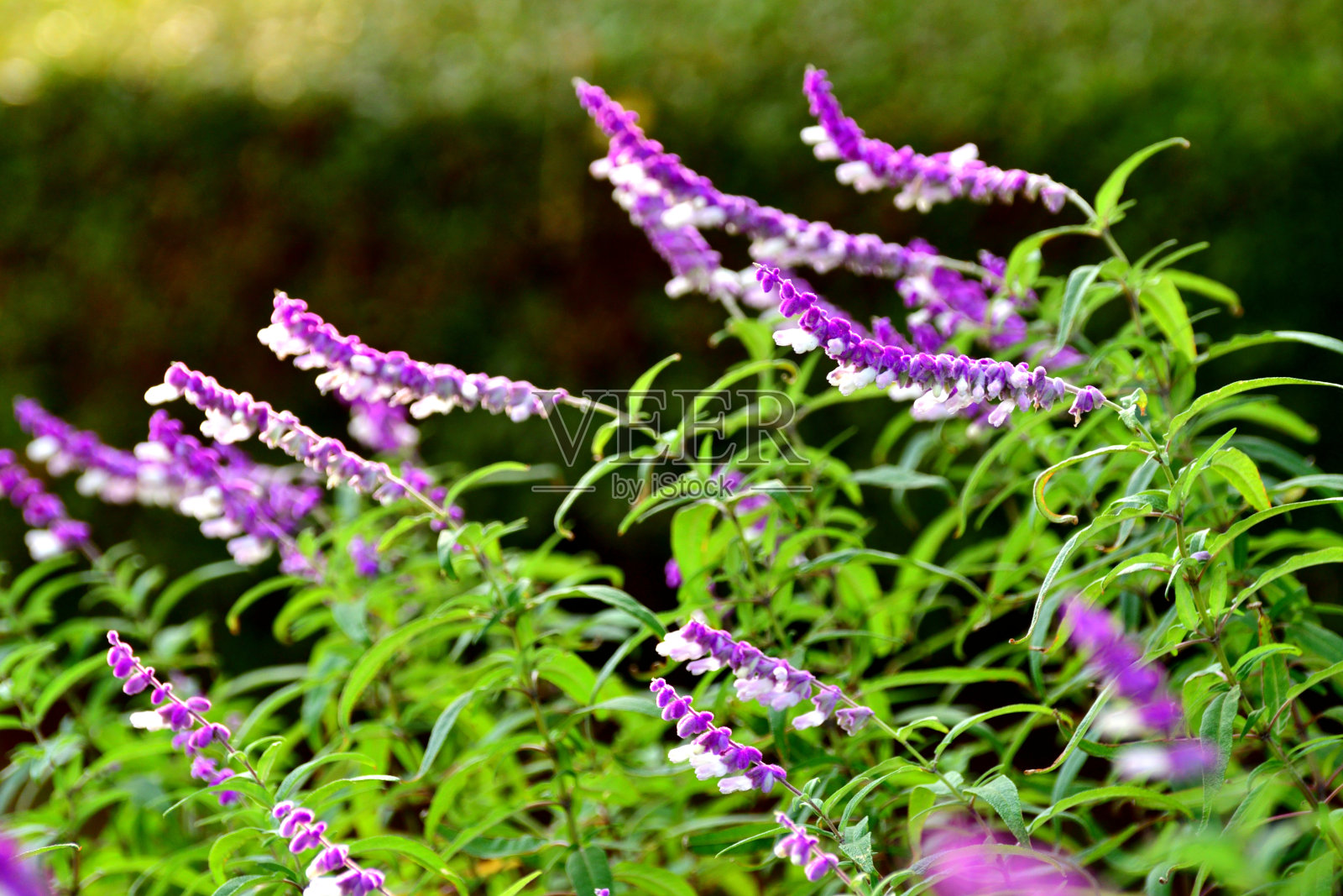 墨西哥灌木鼠尾草/白花鼠尾草照片摄影图片