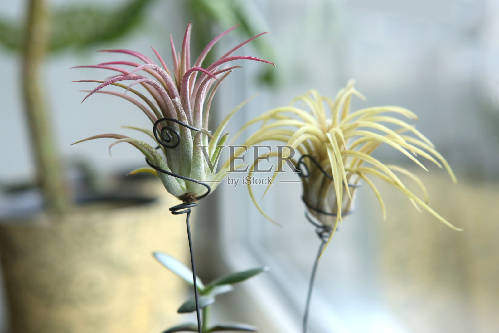 空气凤梨，Tillandsia ionantha，窗台上的无盆多肉植物照片摄影图片