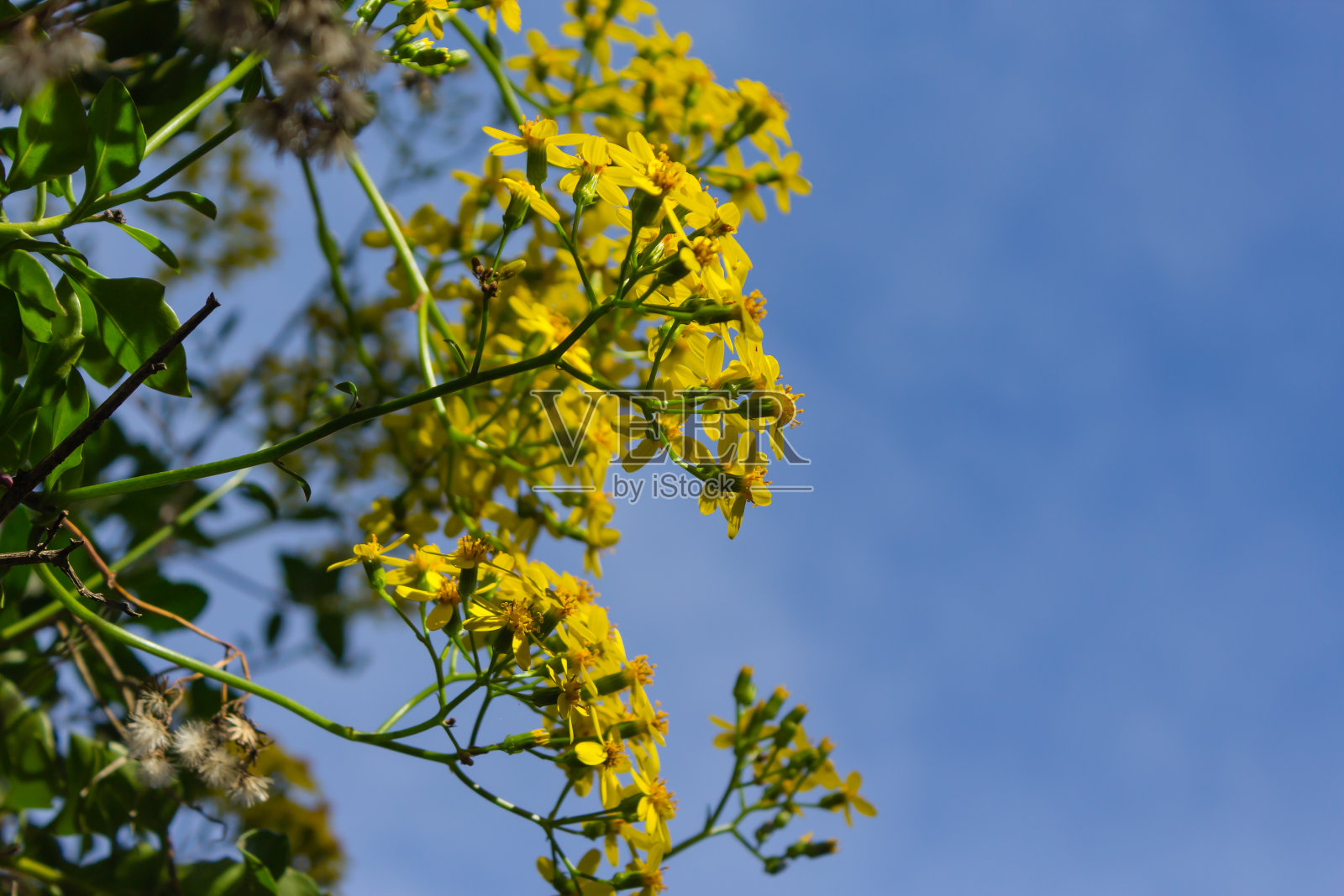黄花生长在灌木上照片摄影图片