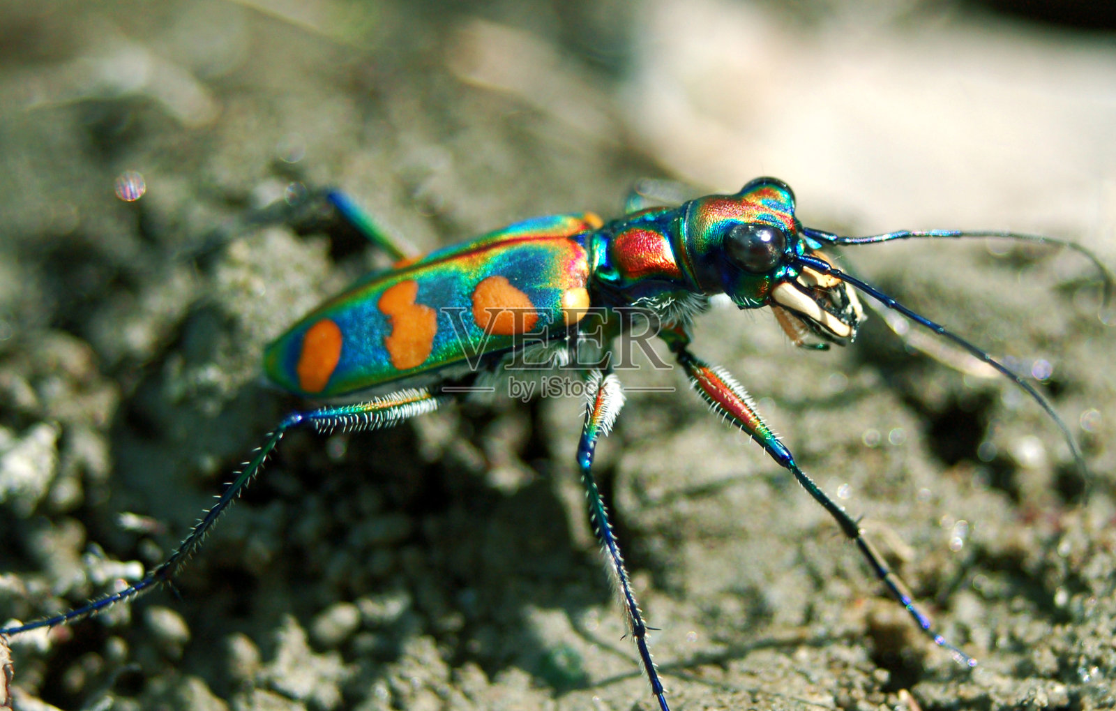 虎甲虫照片摄影图片