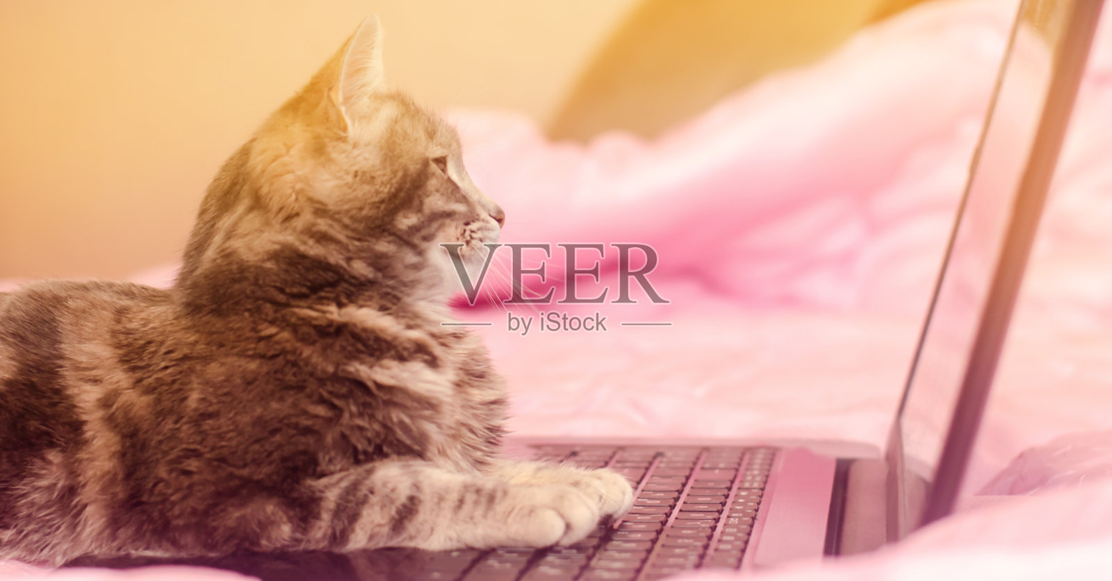 美丽的灰色虎斑猫躺在一个笔记本电脑。有趣的宠物。粉红色的背景。有选择性的重点。照片摄影图片