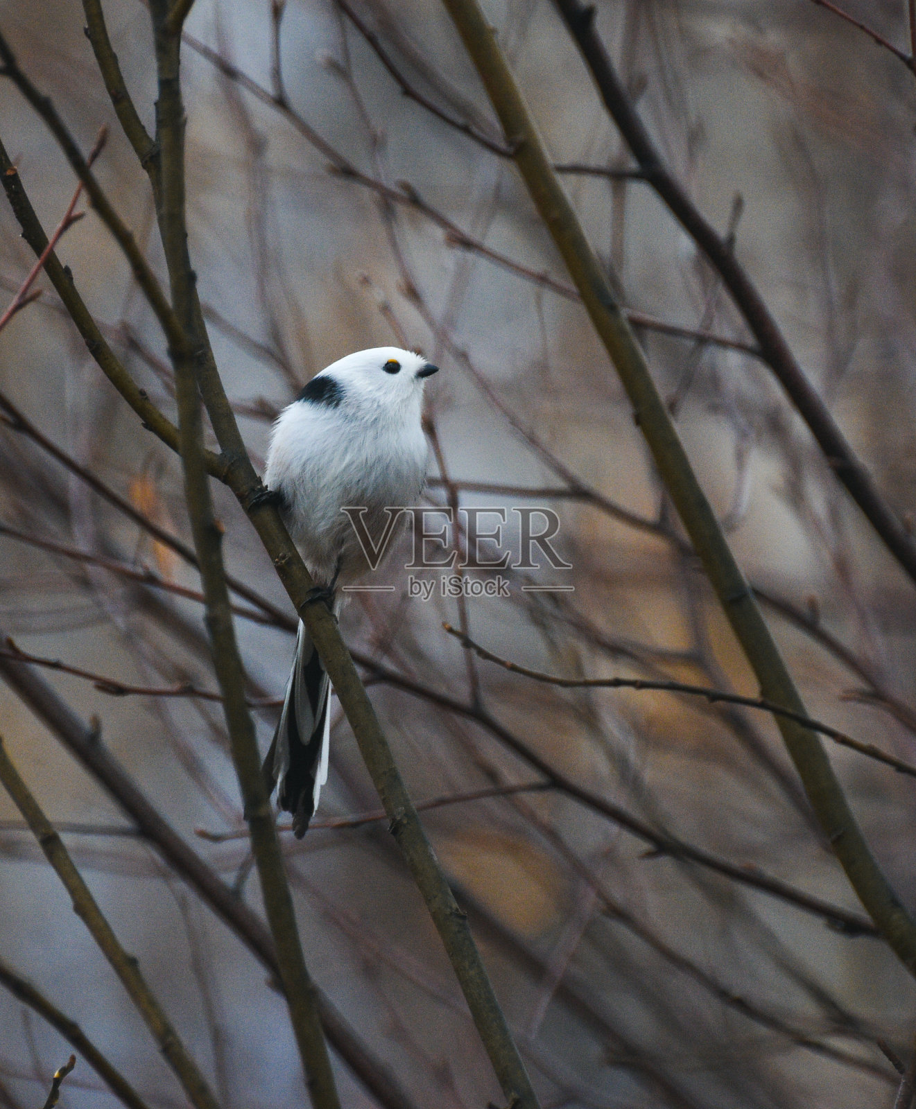 森林里一只美丽的白鸟停在树枝上照片摄影图片