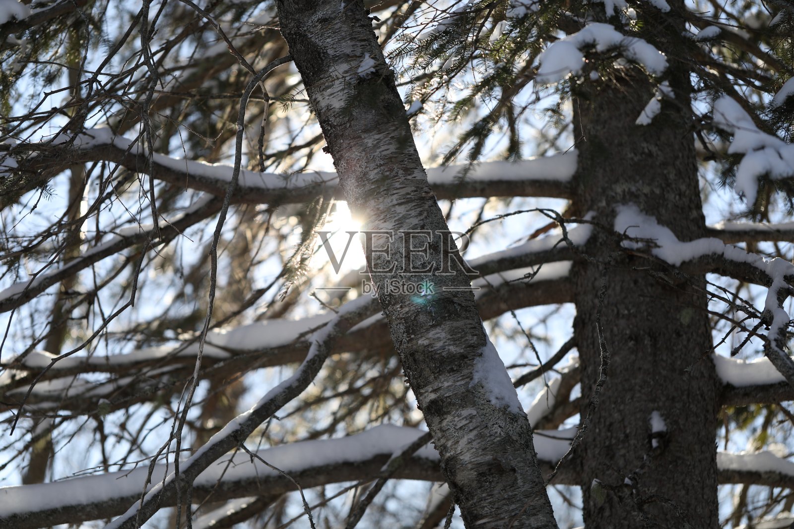 雪覆盖的树木照片摄影图片