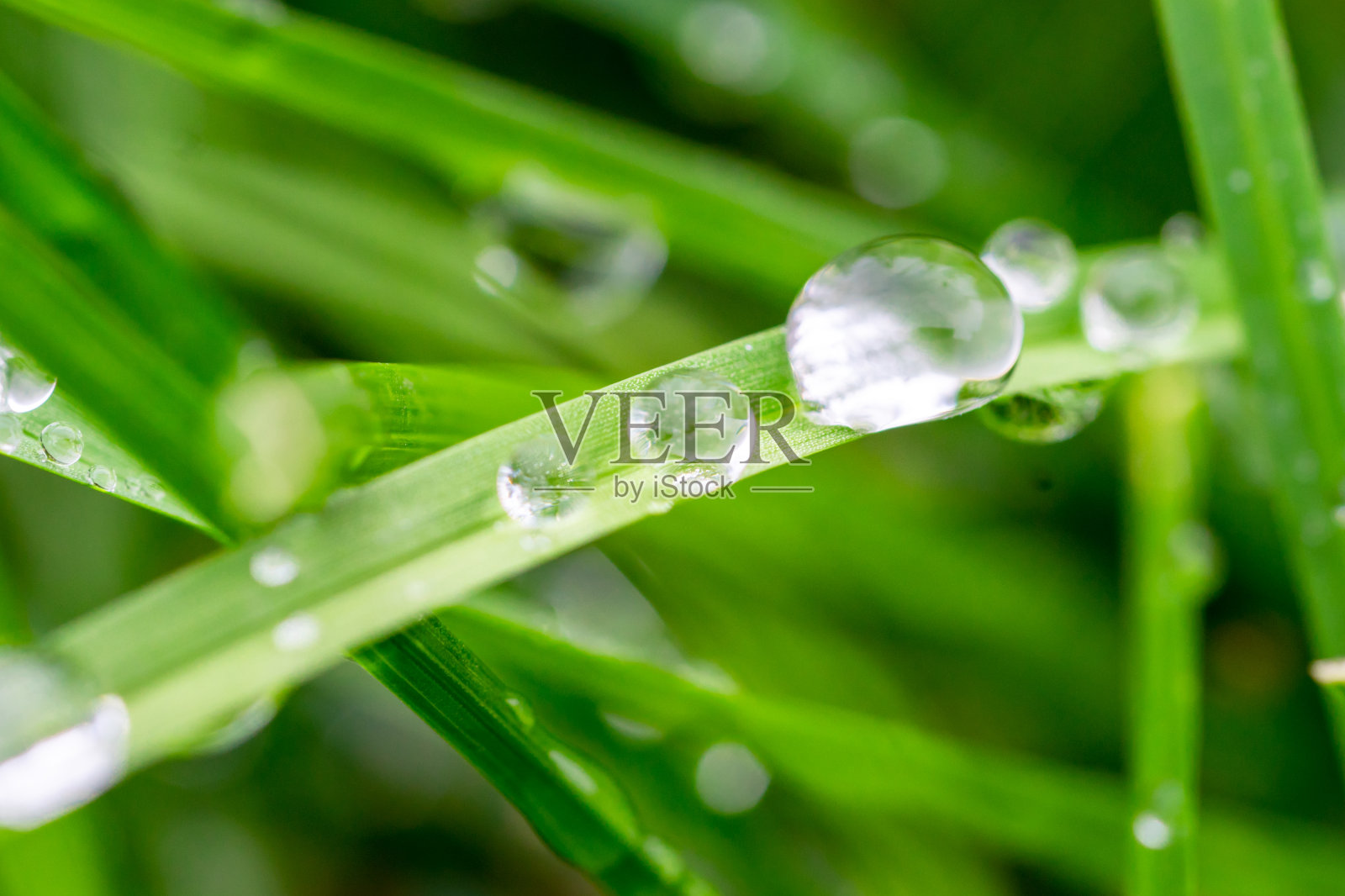 新鲜的绿草与露珠特写。自然背景照片摄影图片