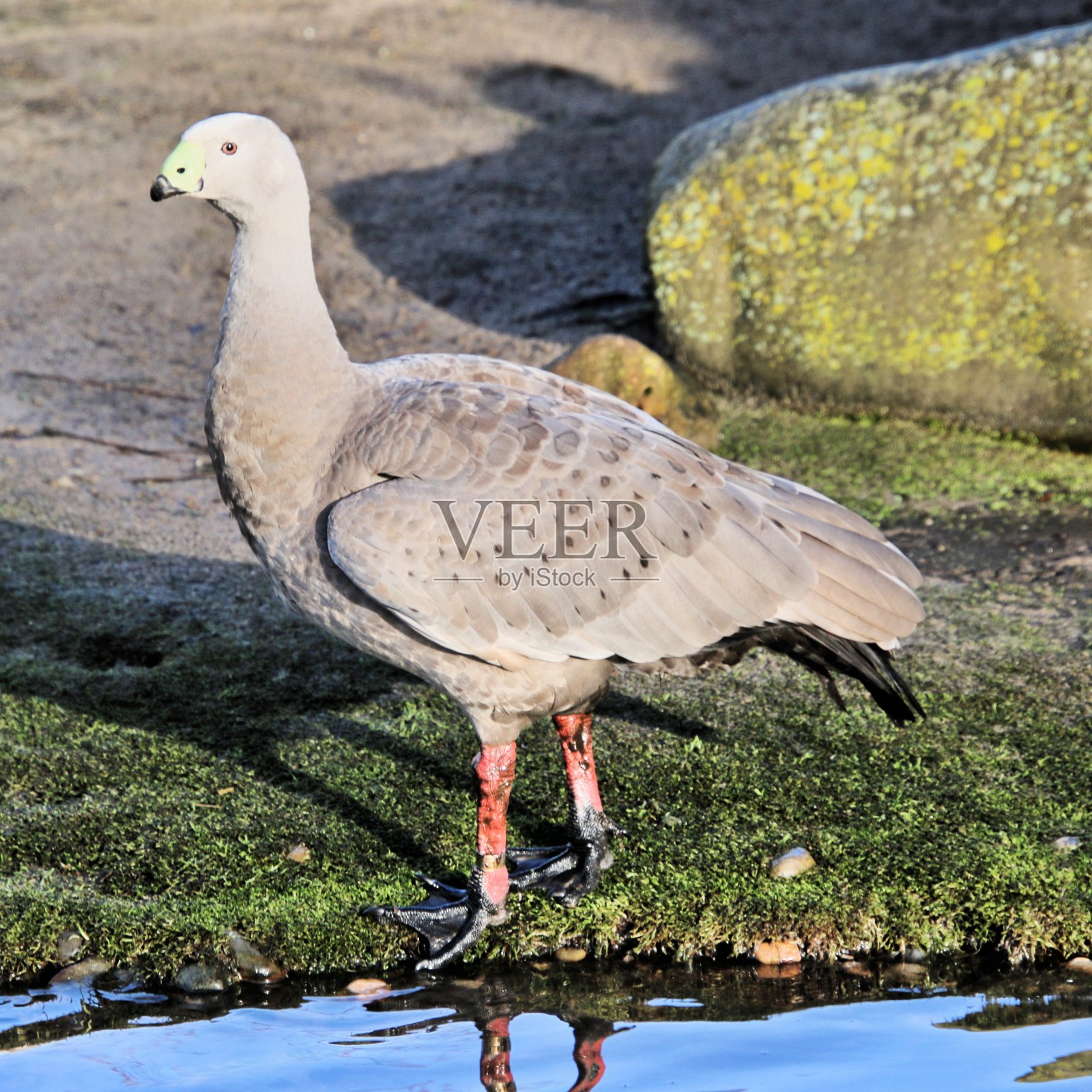 一个角秃鹅的观点照片摄影图片