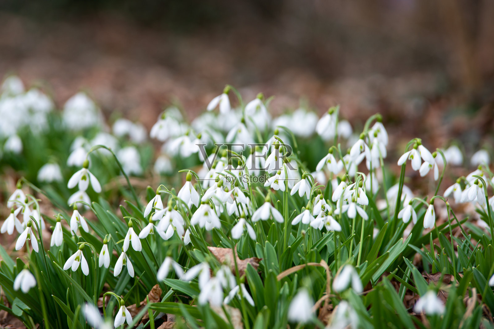 美丽的雪花莲背景照片摄影图片
