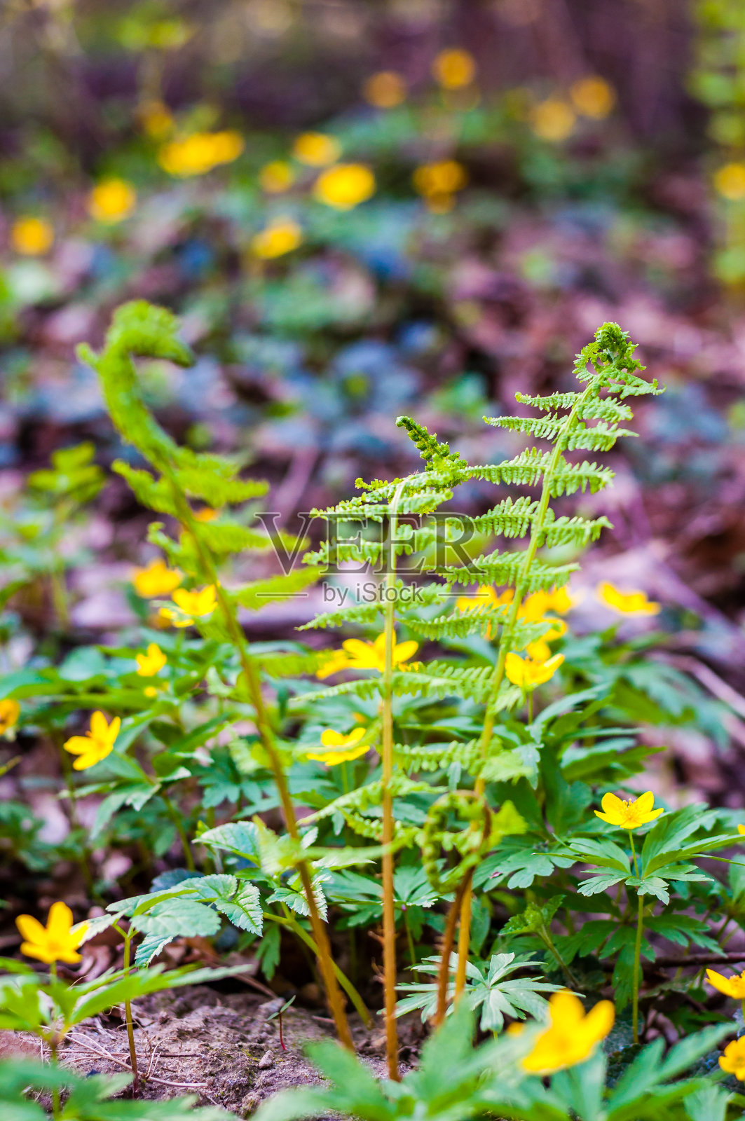 森林中展开的幼嫩蕨类植物嫩芽：蕨类植物是非常古老的植物家族，早期蕨类植物化石早于中生代开始照片摄影图片