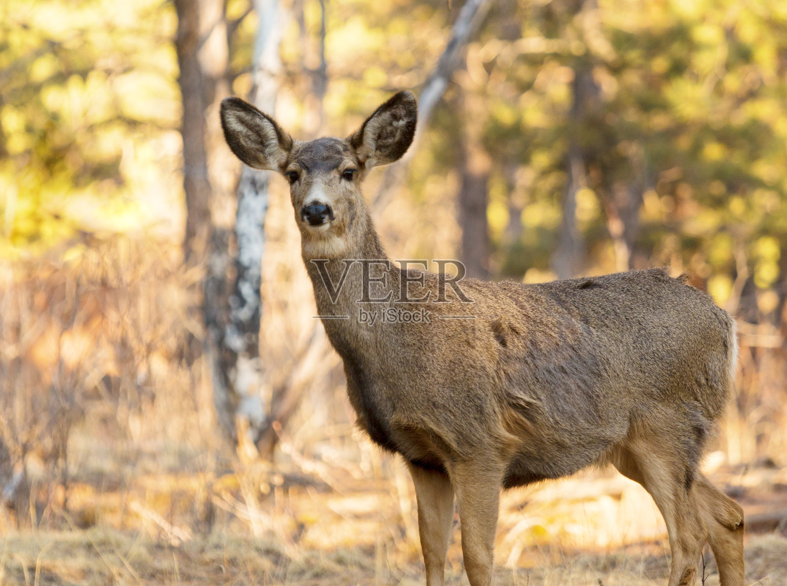森林里的骡鹿照片摄影图片