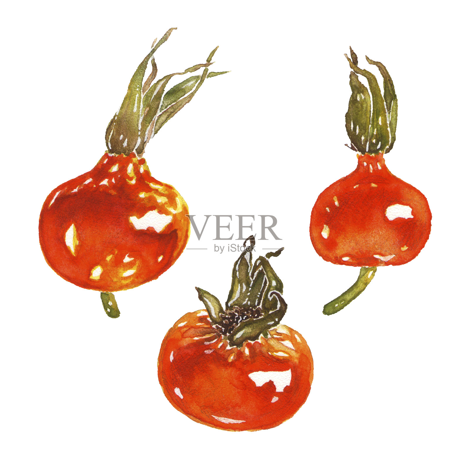 一套红玫瑰果插图。手绘水彩野玫瑰髋关节艺术孤立的白色背景插画图片素材