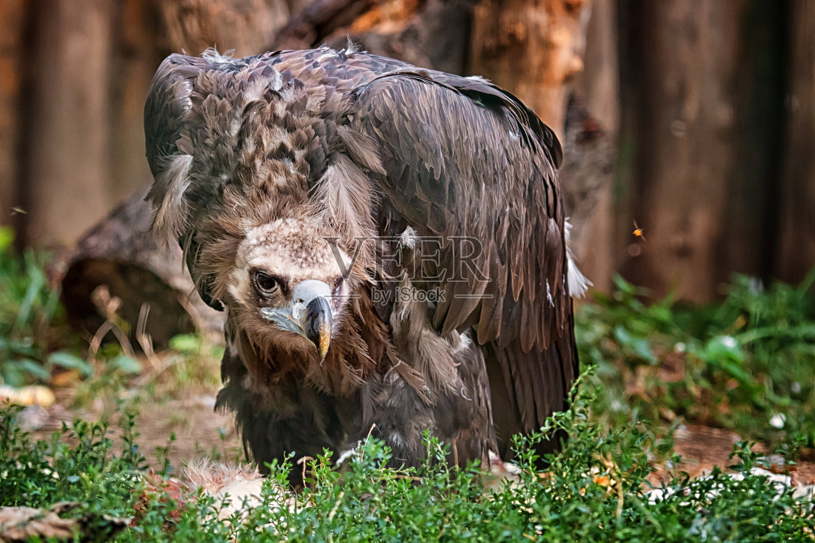 秃鹰布朗照片摄影图片