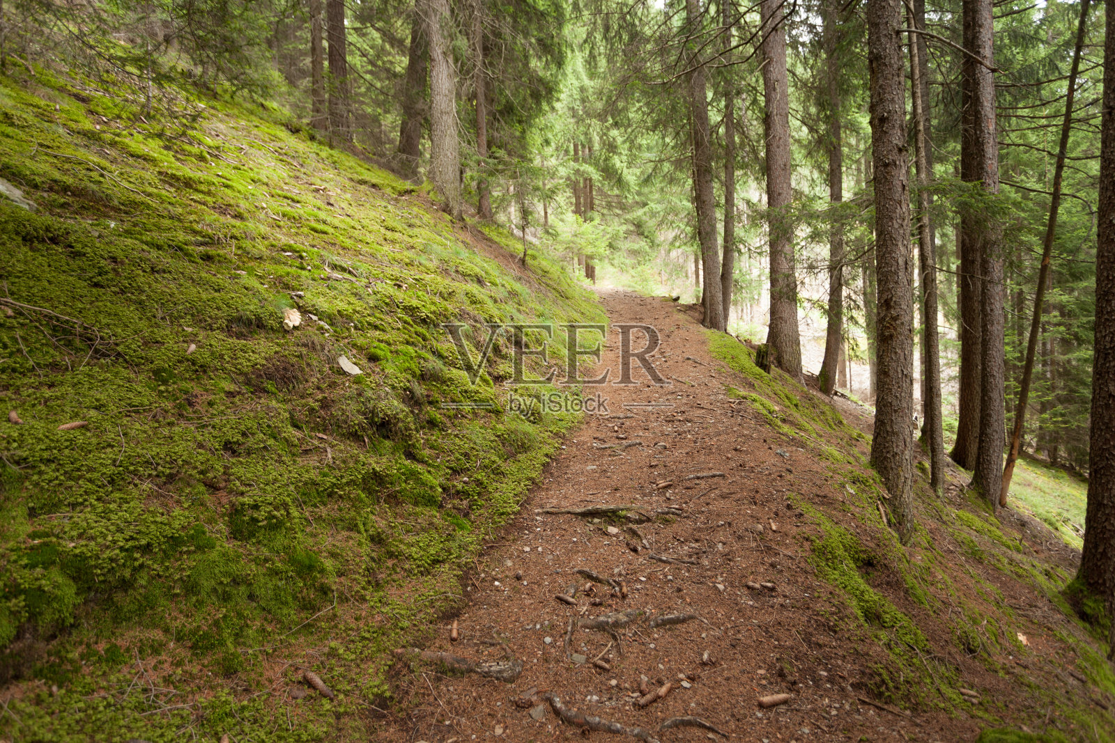 在典型的意大利阿尔卑斯山森林里，有一条长长的山路照片摄影图片