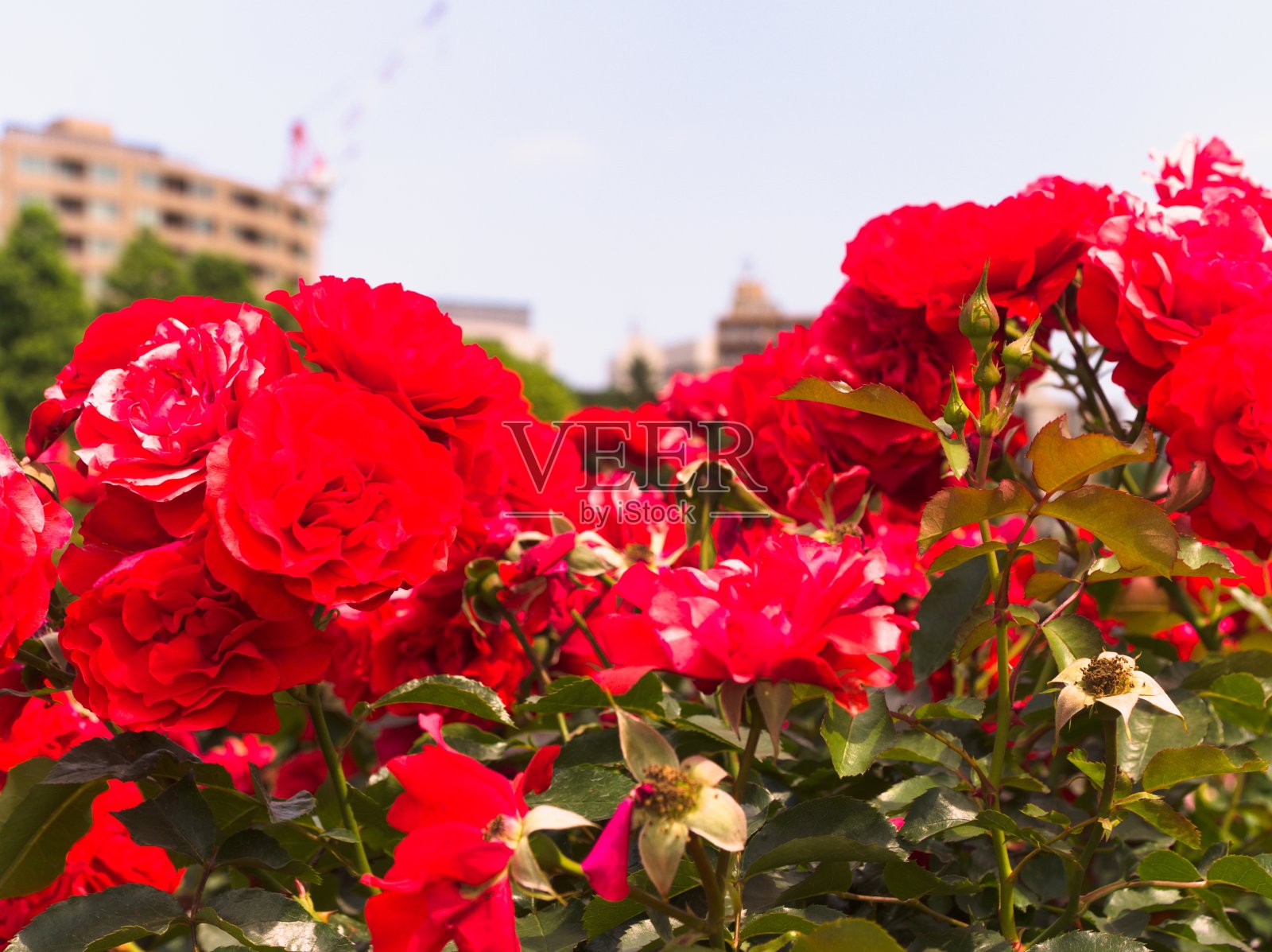 东京照片摄影图片