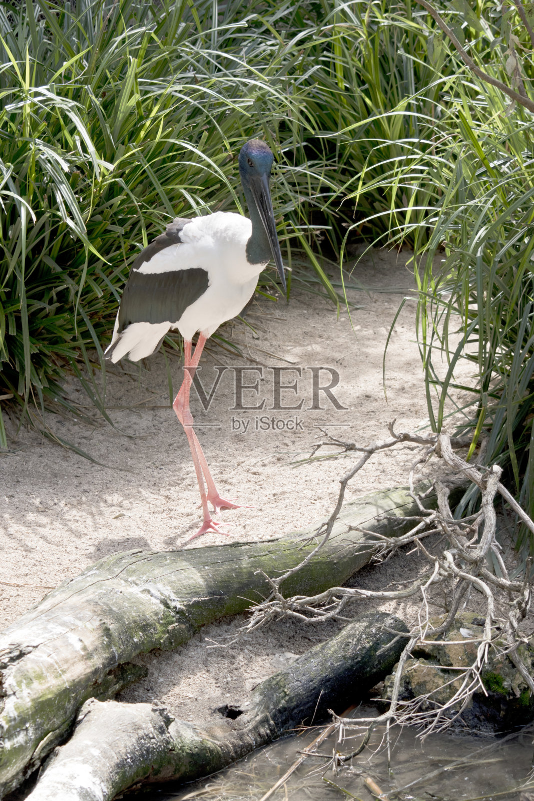 黑颈鹳照片摄影图片