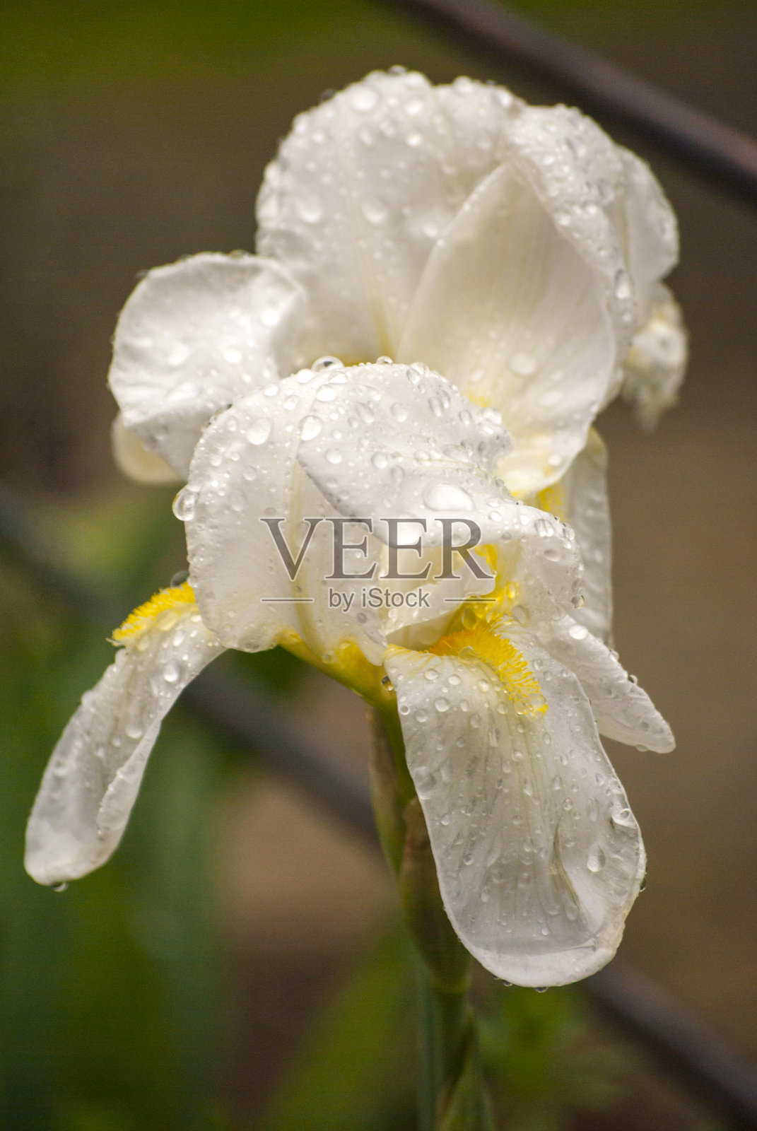 一株美丽的黄白相间的鸢尾花瓣上有几滴水珠。以自然的深色为背景。特写镜头。散景。照片摄影图片