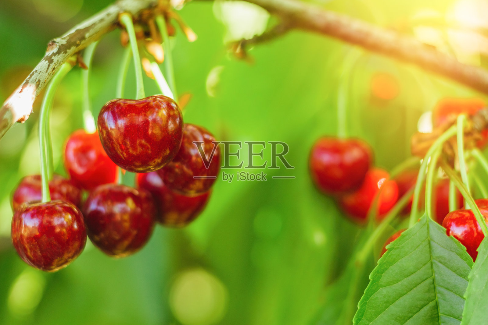 近距离看甜樱桃树照片摄影图片