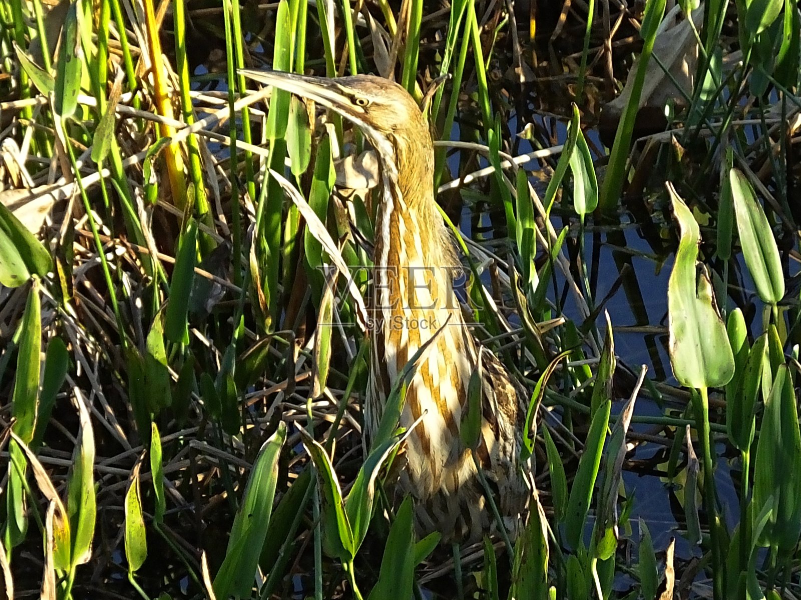 美国比特恩（博陶鲁斯·扁豆）照片摄影图片