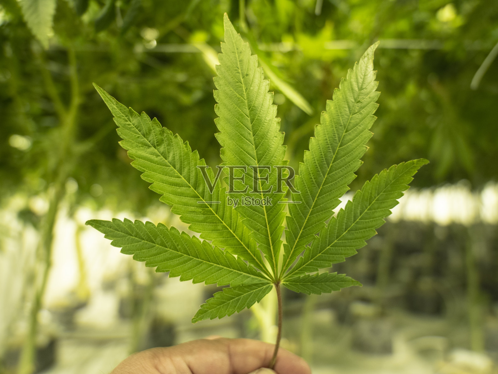 种植大麻手握叶子象征大麻概念植物在背景照片摄影图片