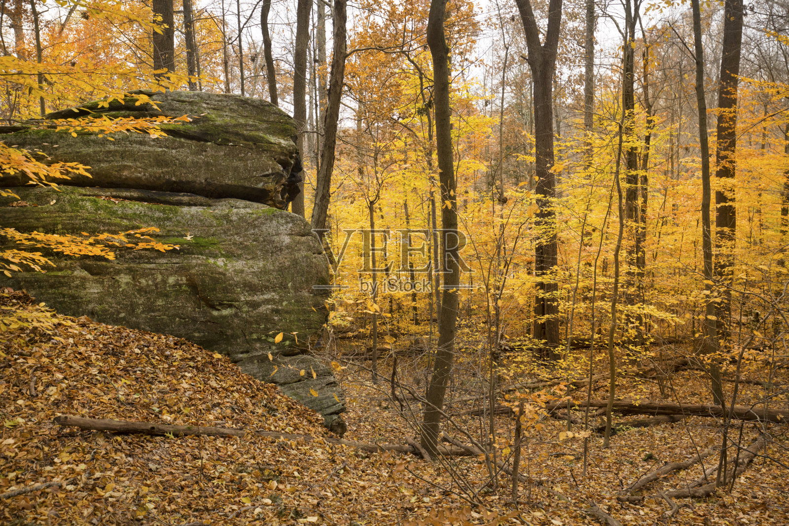 俄亥俄州凯霍加谷国家公园明亮的秋天树叶。照片摄影图片