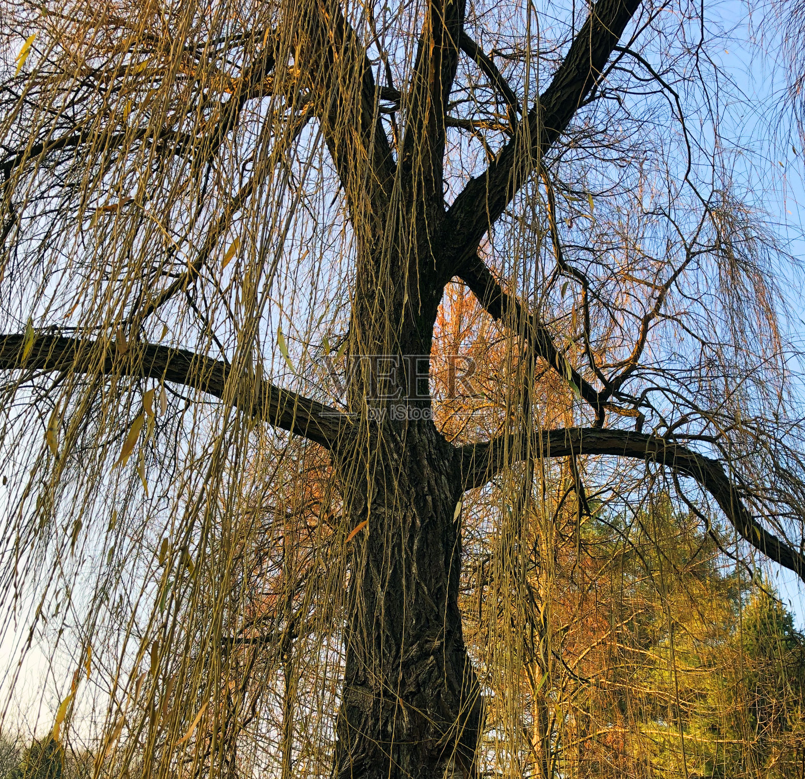 阳光透过柳树照片摄影图片