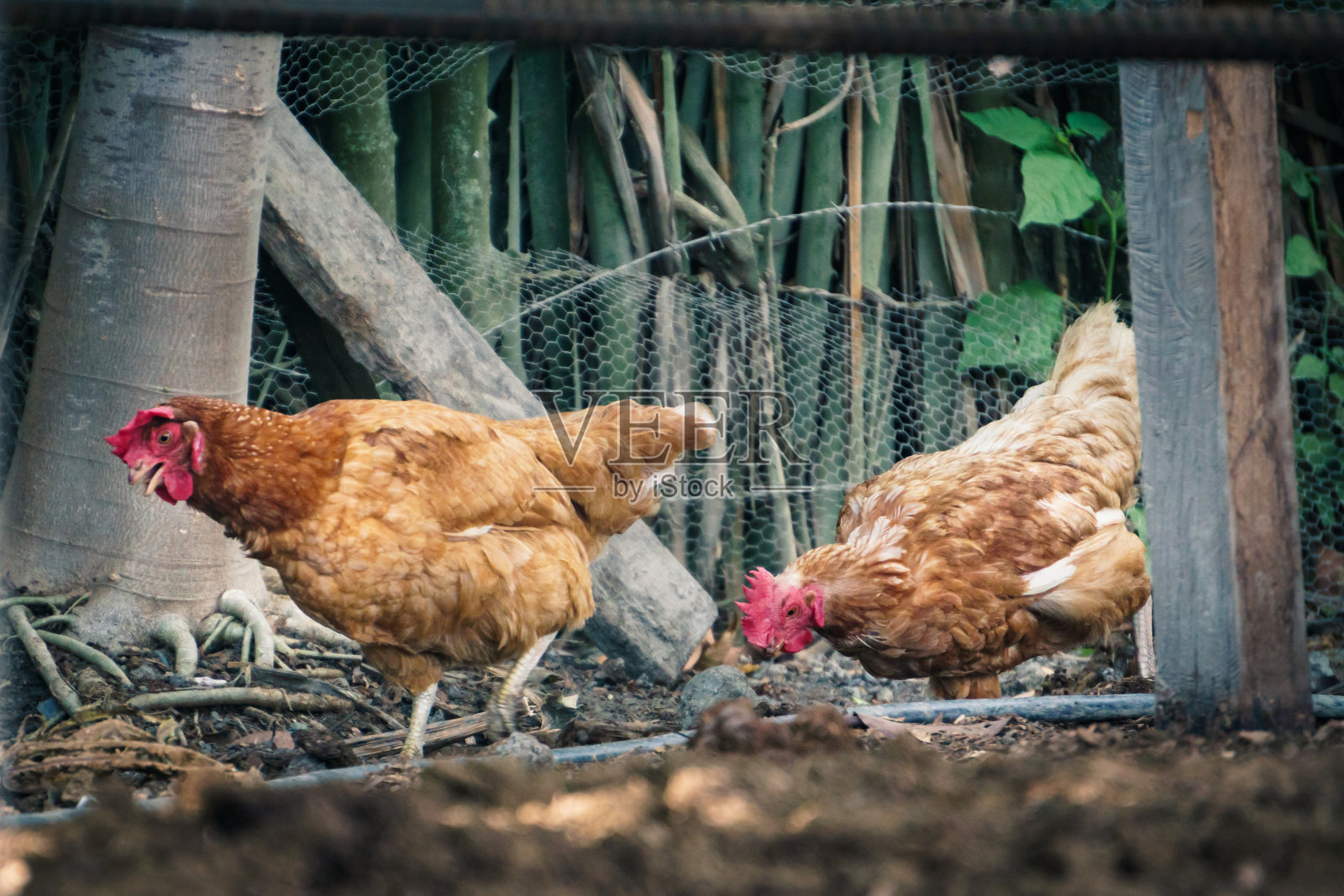 养鸡业照片摄影图片