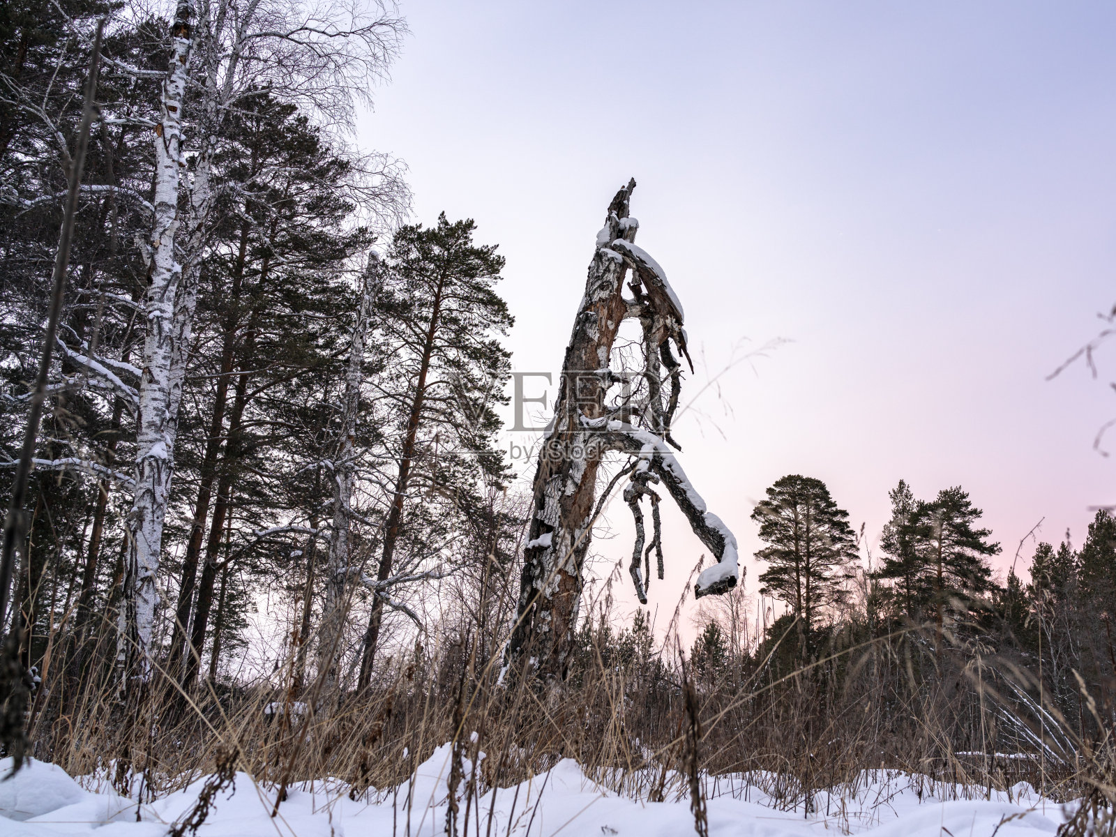 冬天森林里的枯树照片摄影图片