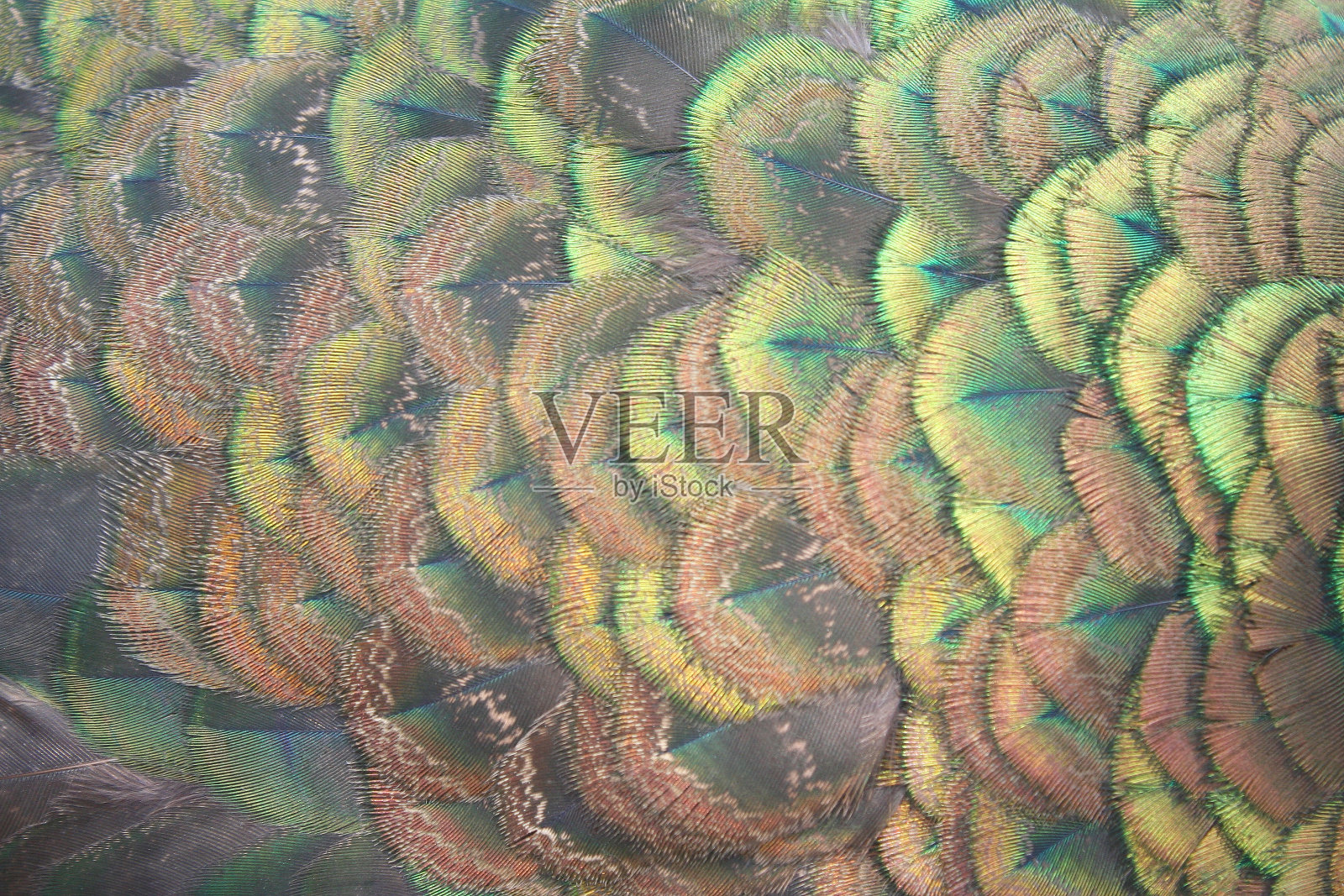 孔雀羽毛质地艳丽照片摄影图片