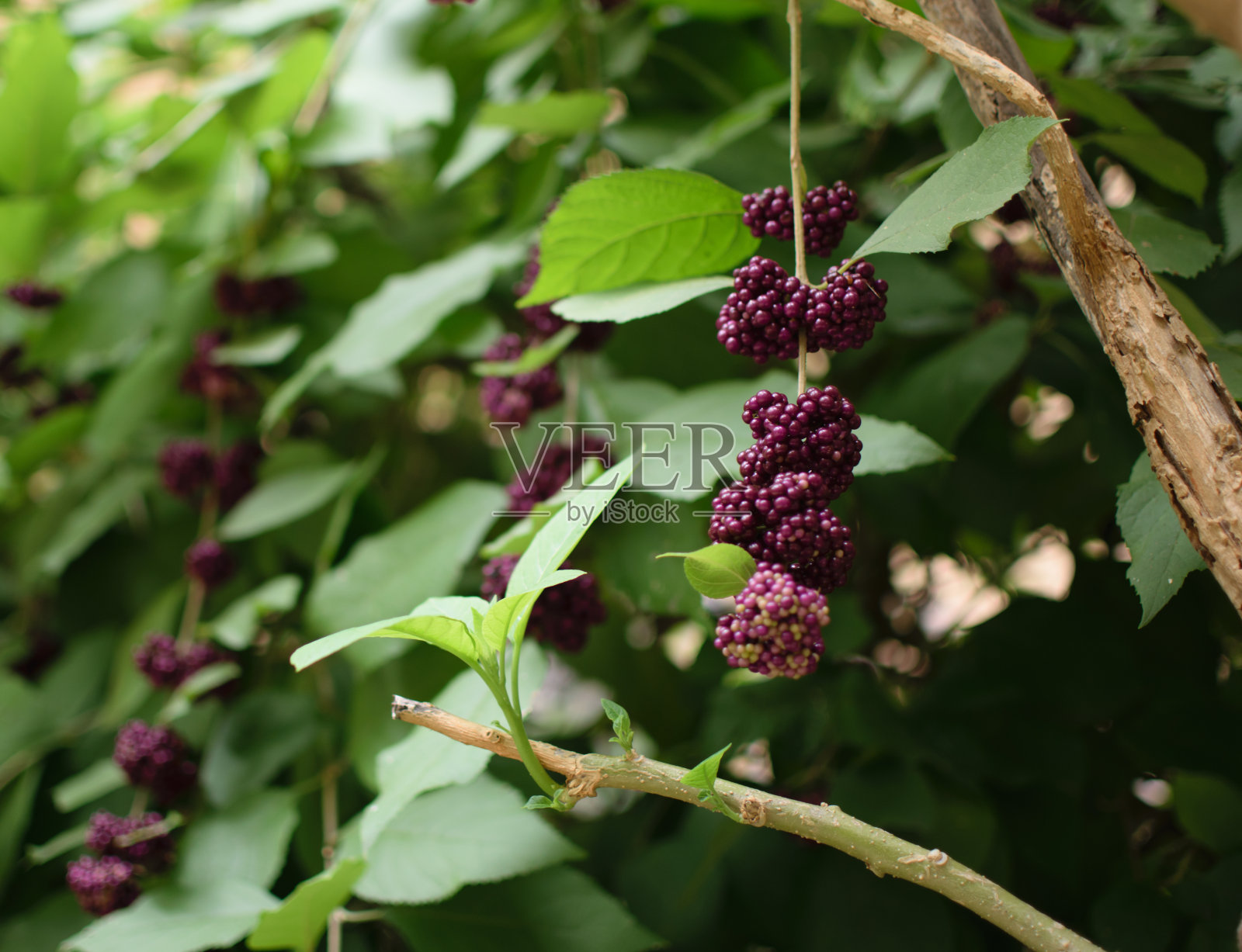 葡萄藤上的葡萄照片摄影图片