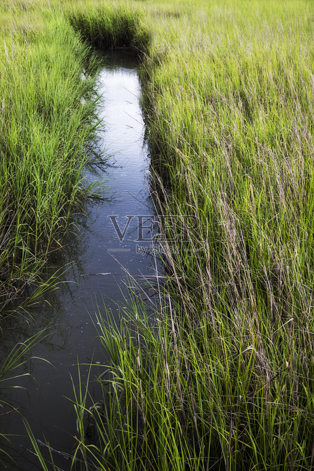 南卡罗来纳州普莱森特山的Shem Creek盐沼照片摄影图片