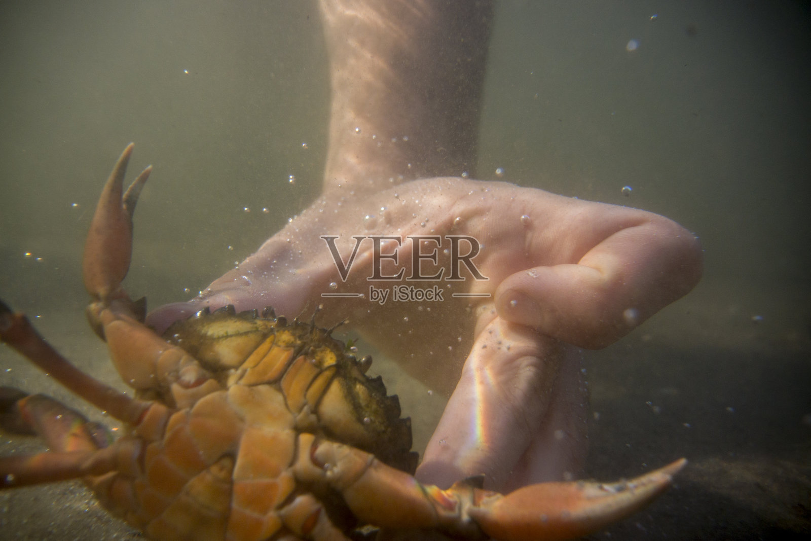 科德角河的入侵青蟹照片摄影图片