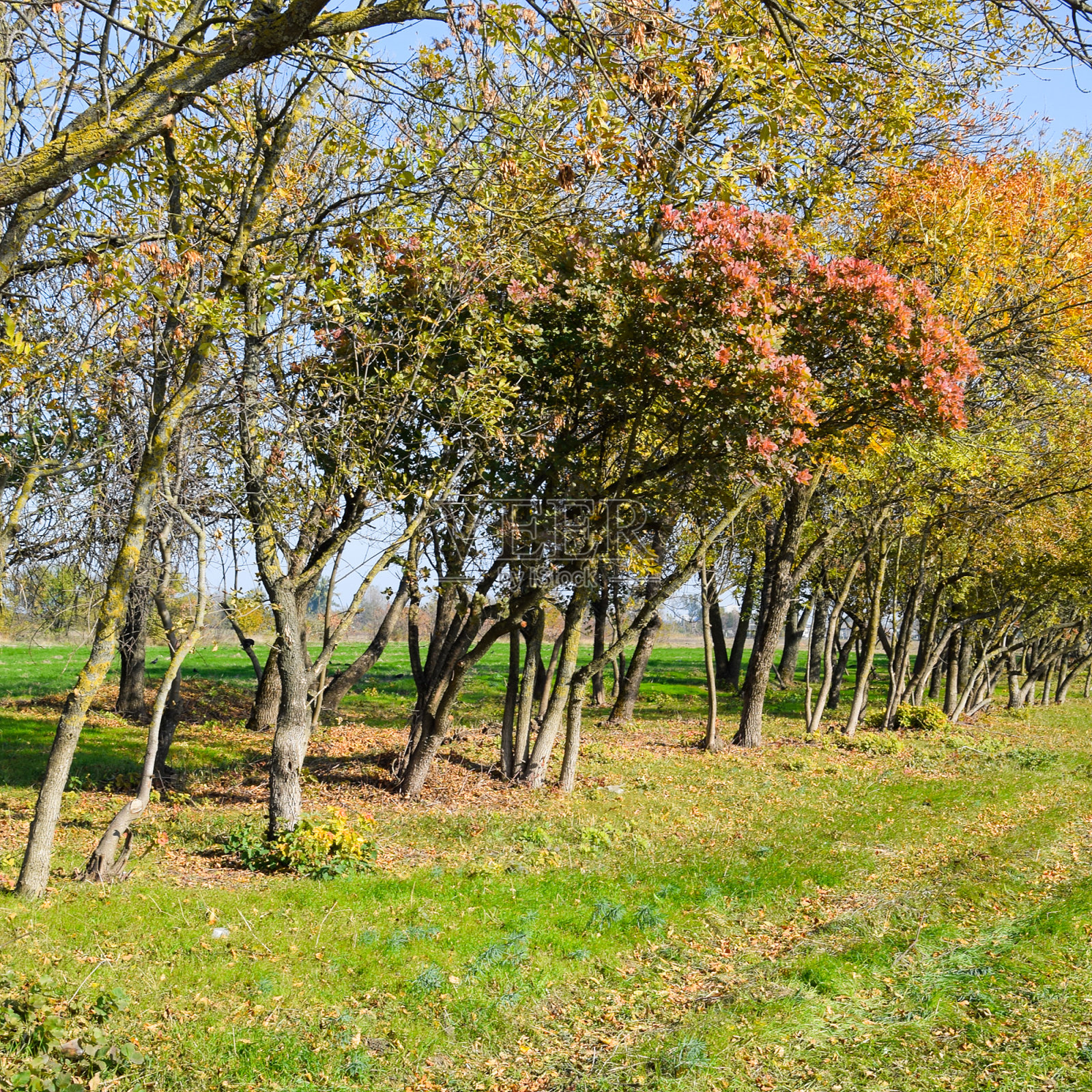 森林在秋天沿着路。黄色的叶子在b照片摄影图片