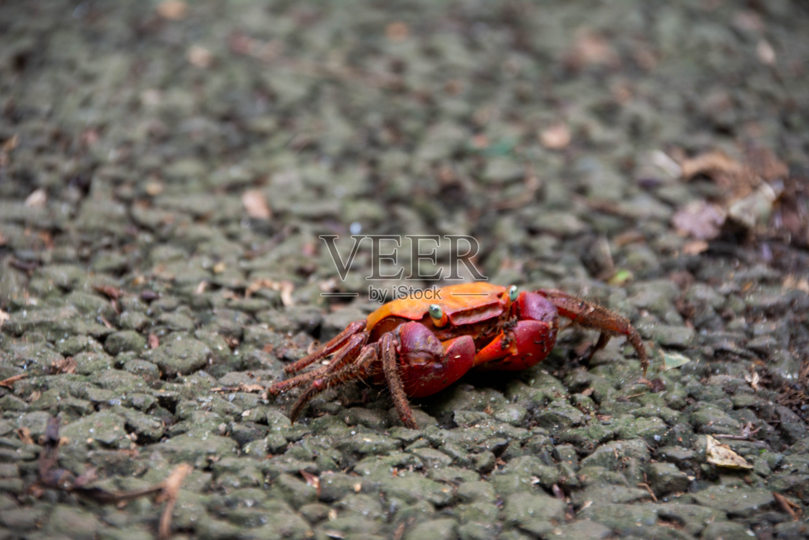 红蟹照片摄影图片