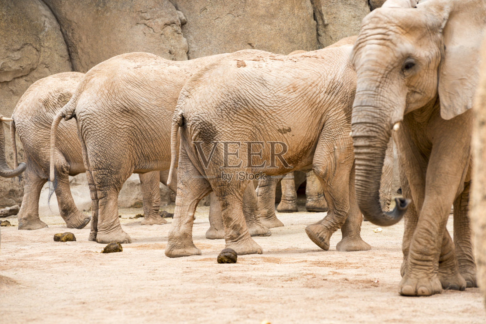 非洲象的后视图照片摄影图片