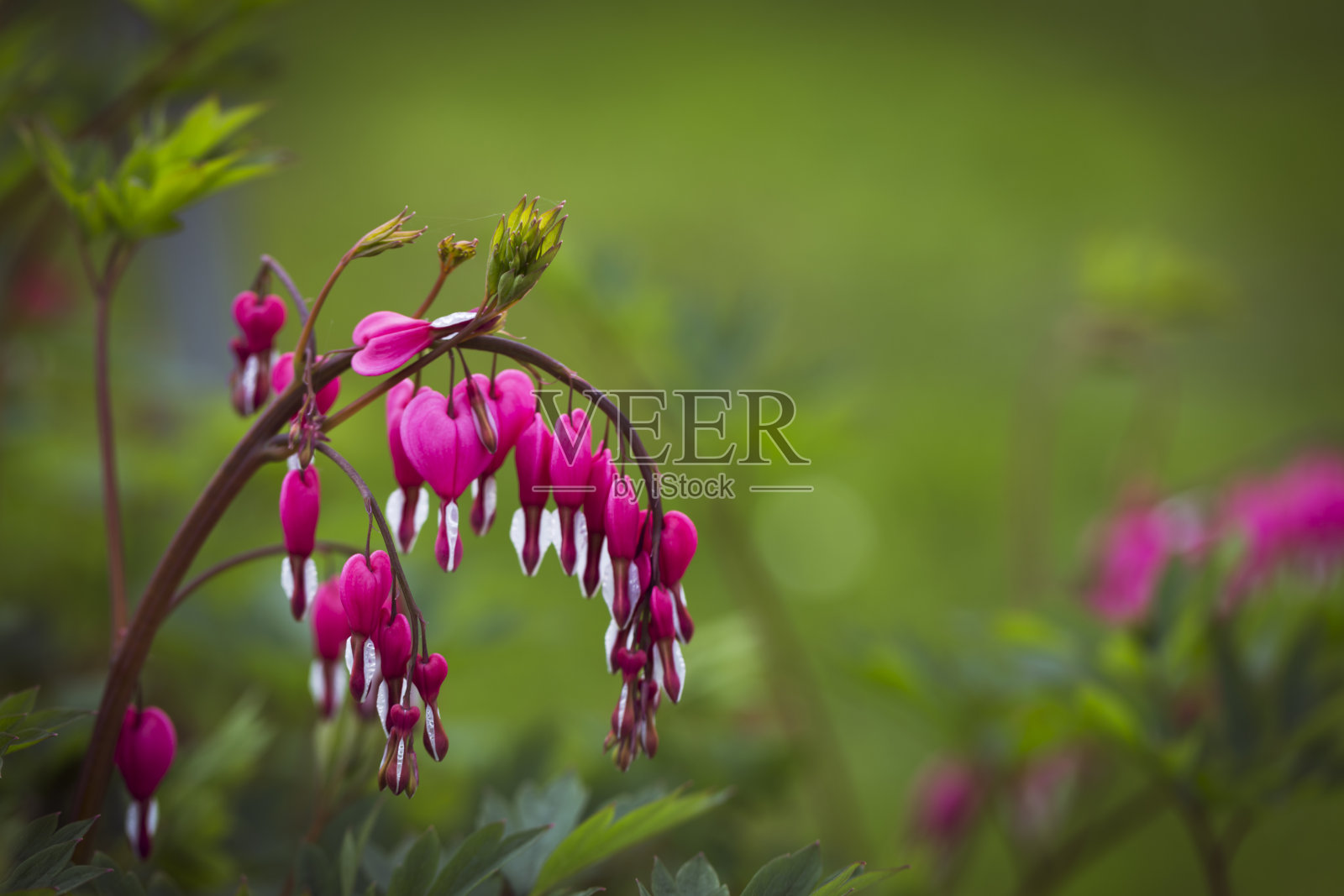 流血的心- Lamprocapnos spectabilis照片摄影图片