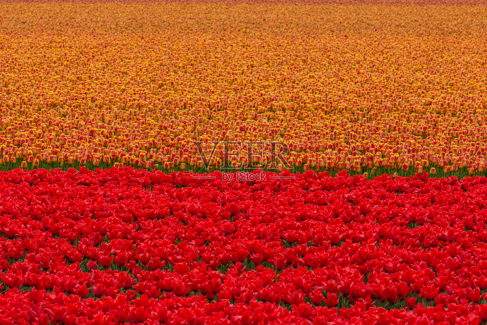 色彩缤纷的背景概念花的形象照片摄影图片