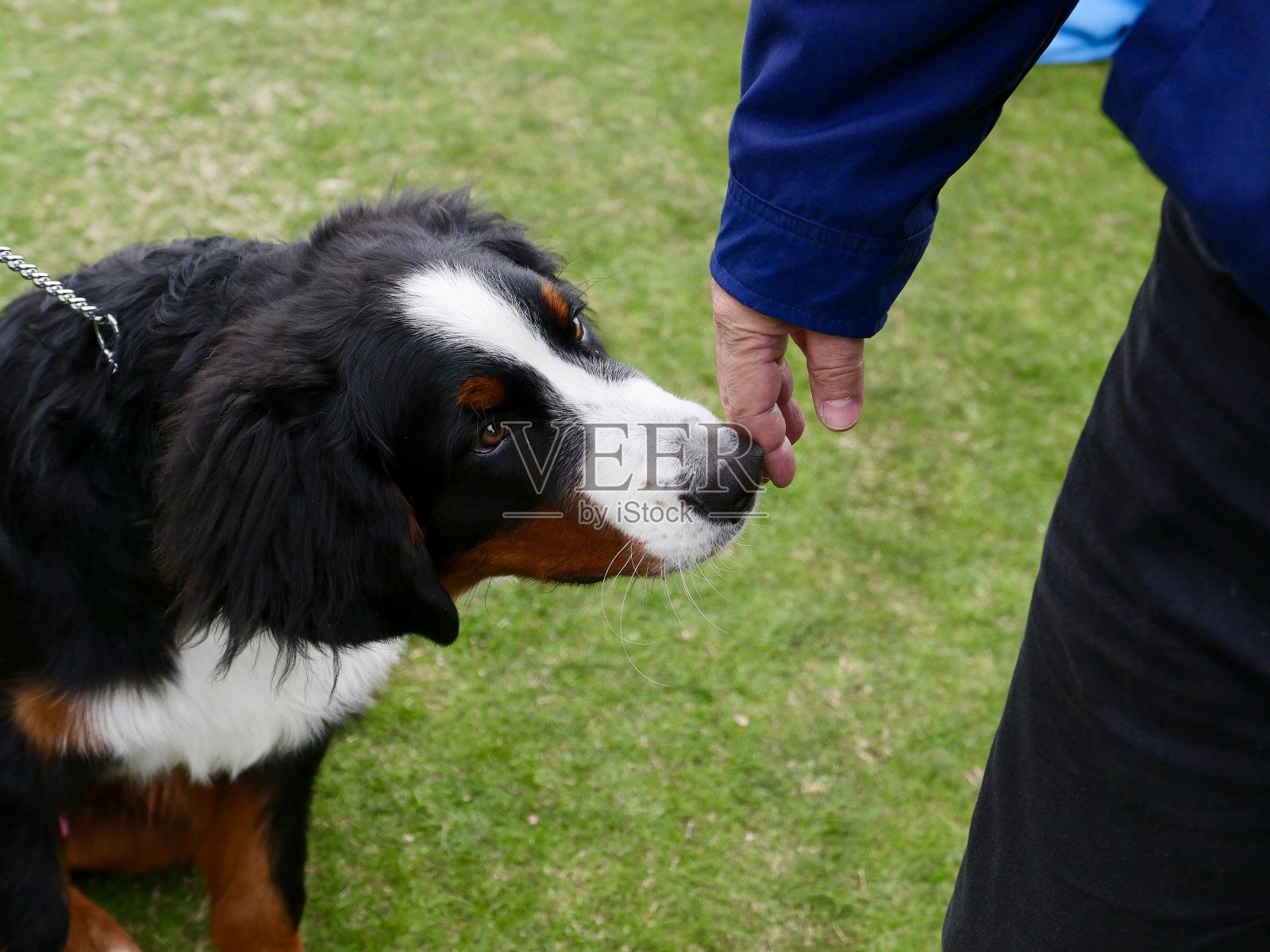 伯尔尼兹山犬照片摄影图片