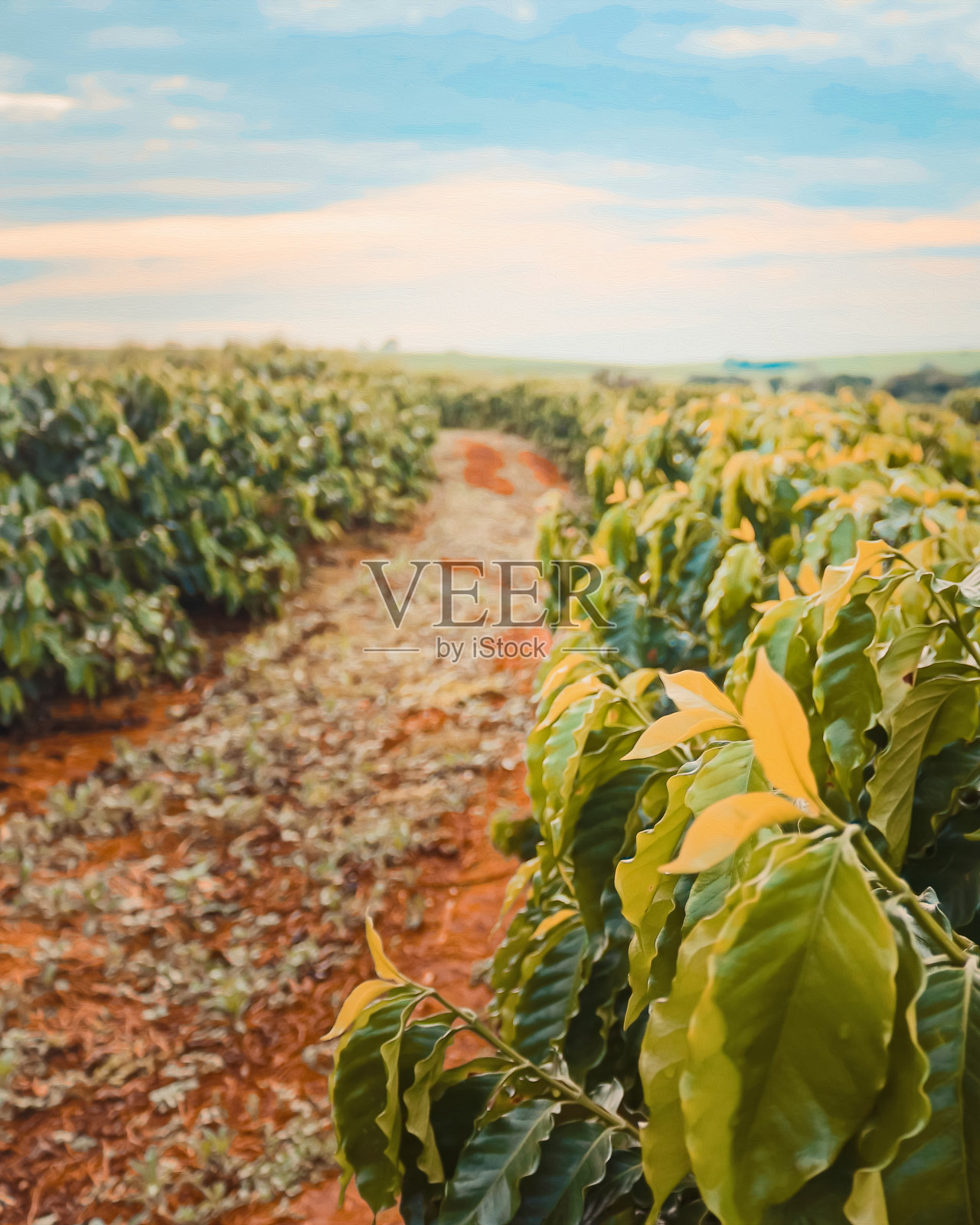 咖啡农田照片摄影图片