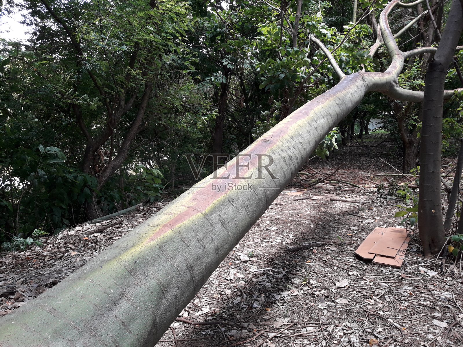 巴西索罗卡巴的一个公共绿地上的一根大树枝照片摄影图片